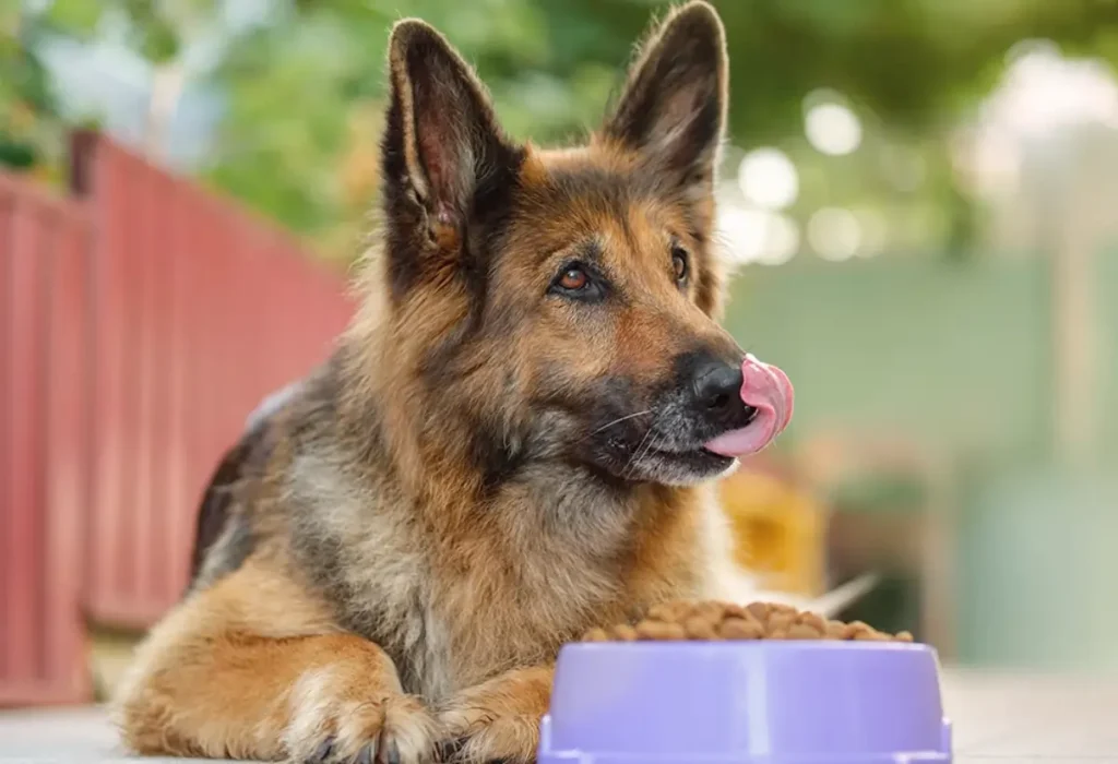 Um cachorro deitado comendo sua tigela com ração.