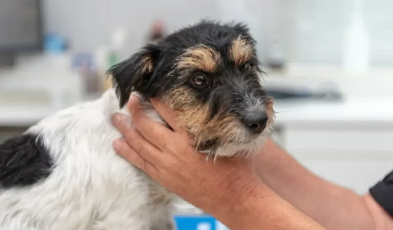 Um cachorro com hipotireoidismo.