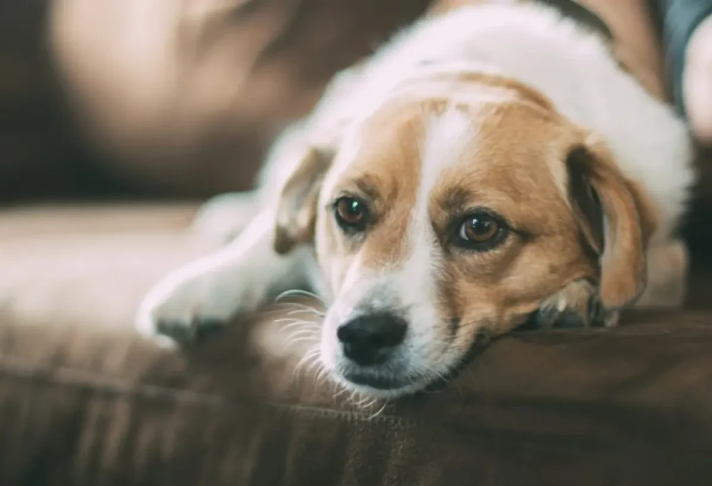 Um cachorro com hipotireoidismo deitado em um sofá.