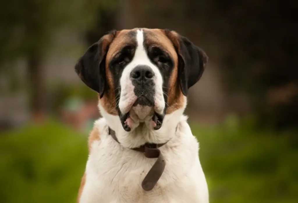 Uma cachorro de porte grande.