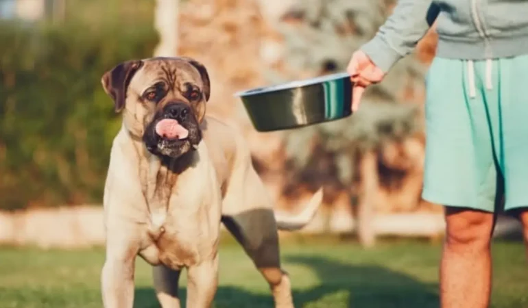 Um cachorro de porte grande comendo ração.