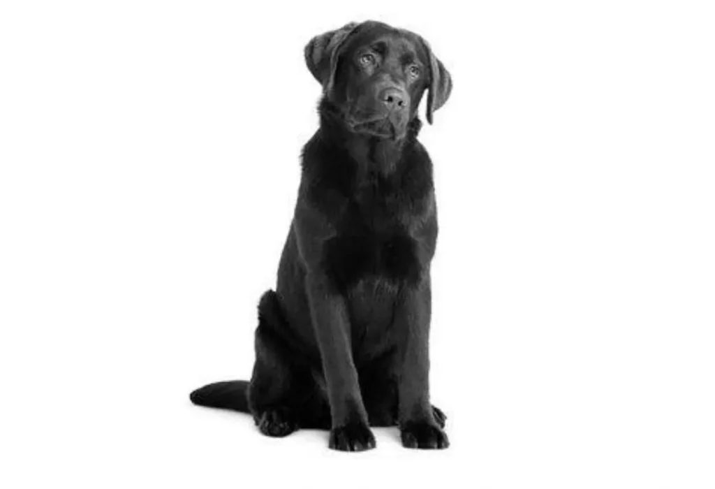 Um cachorro sentado.