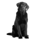 Um cachorro sentado.