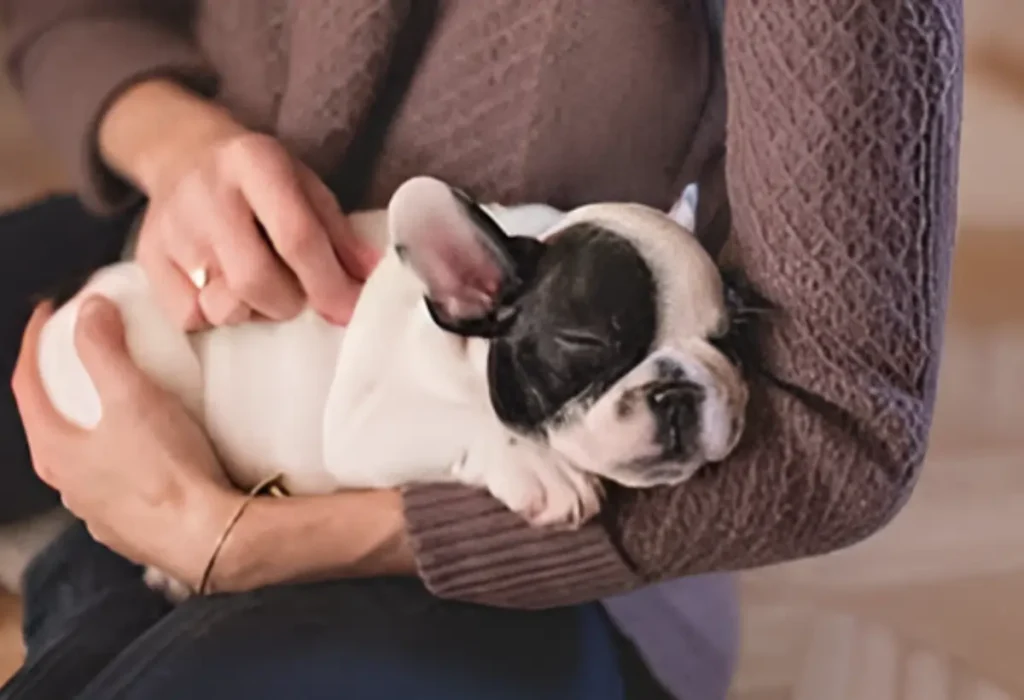 Uma mulher segurando um cachorro filhote em seu colo com problema de diarreia crônica.