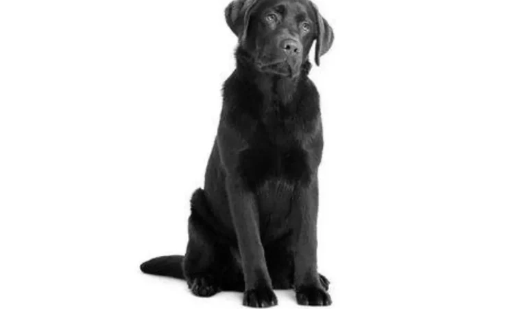 Um cachorro sentado.