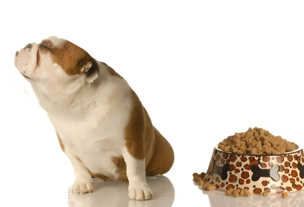 Um cachorro que esta com falta de apetite.