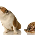 Um cachorro que esta com falta de apetite.