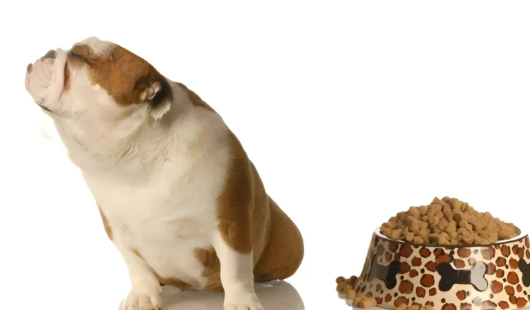 Um cachorro que esta com falta de apetite.