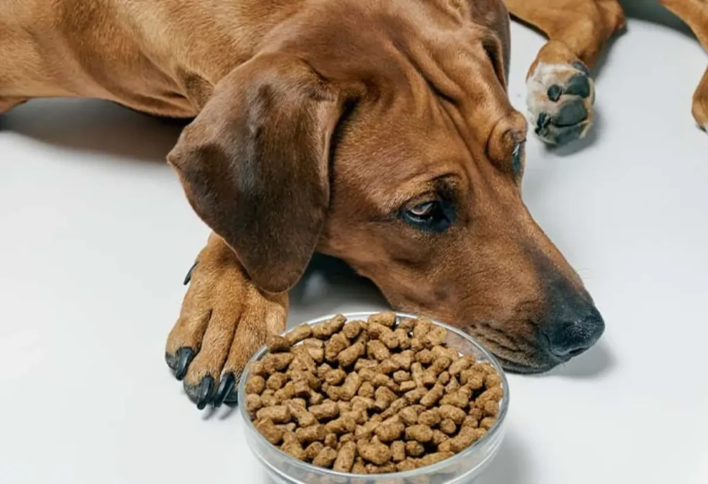 Um cachorro deitado ao lado de uma tigela de ração.