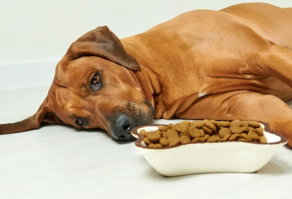 Um cachorro deitado com pancreatite.